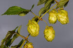 Humulus lupulus