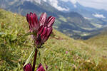 Hungarian Gentian