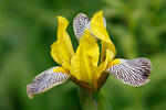 Hungarian Iris