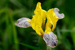 Hungarian Iris