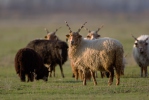Hungarian Screw-horned Sheep