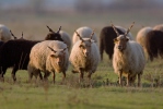 Hungarian Screw-horned Sheep