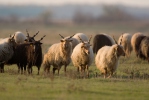 Hungarian Screw-horned Sheep