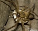 Huntsman Spider