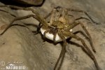 Huntsman Spider