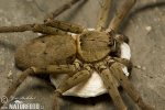 Huntsman Spider