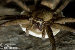 Huntsman Spider