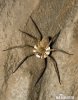 Huntsman Spider