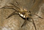 Huntsman Spider