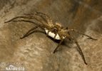 Huntsman Spider