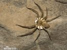 Huntsman Spider