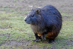 Hutia di Desmarest