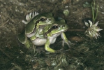 Hyla savignyi