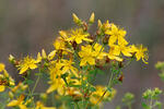 Hypericum perforatum
