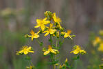 Hypericum perforatum