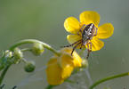 ichblatt-Radspinne