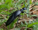 il Beetle