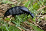 il Beetle