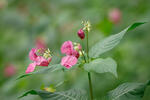 Impatiens glandulifera