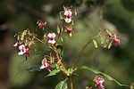 Impatiens glandulifera