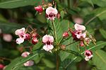 Impatiens glandulifera