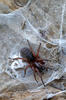 Inermocoelotes inermis
