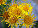 Inula britannica