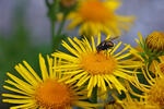 Inula britannica