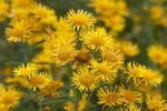 Inula britannica