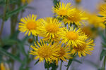 Inula britannica