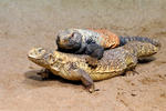 Iraqi Spiny-tailed Lizard