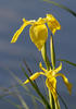 Iris pseudacorus