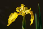 Iris pseudacorus