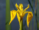 Iris pseudacorus