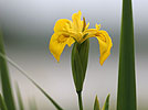 Iris pseudacorus