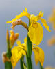 Iris pseudacorus