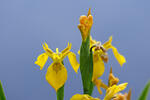 Iris pseudacorus