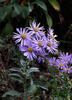 Italian Aster