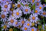 Italian Aster