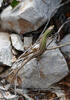 Italian Wall Lizard