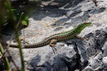 Italian Wall Lizard