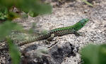 Italian Wall Lizard