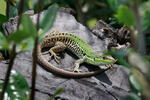 Italian Wall Lizard