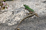 Italian Wall Lizard