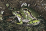 ittelöstlicher Laubfrosch