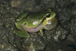 ittelöstlicher Laubfrosch