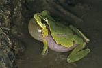 ittelöstlicher Laubfrosch