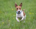 Jack Russell Terrier