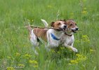 Jack Russell Terrier