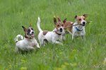 Jack Russell Terrier